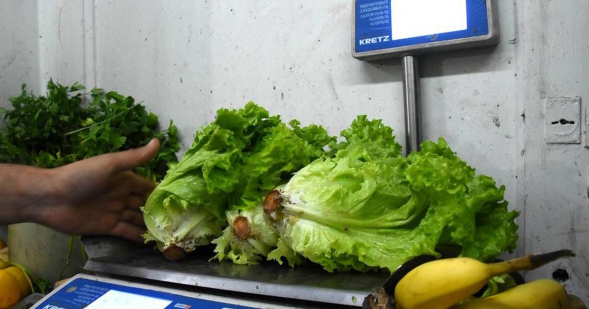 Hojas verdes: el frío las afecta pero no faltarán | El Dia