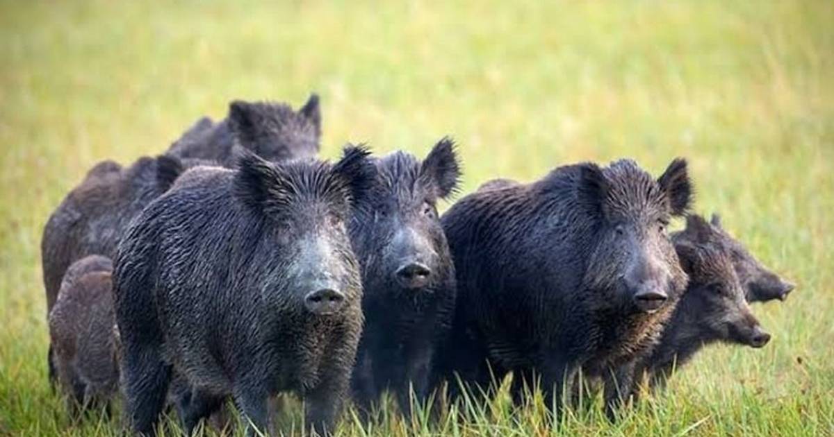 Alarma en el campo por una "invasión biológica" que causa daños millonarios | El Dia