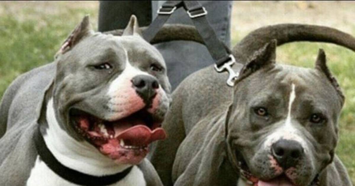 Ataques de pitbulls en La Plata: denuncian que murieron cinco perros y hubo cuatro personas heridas | El Dia