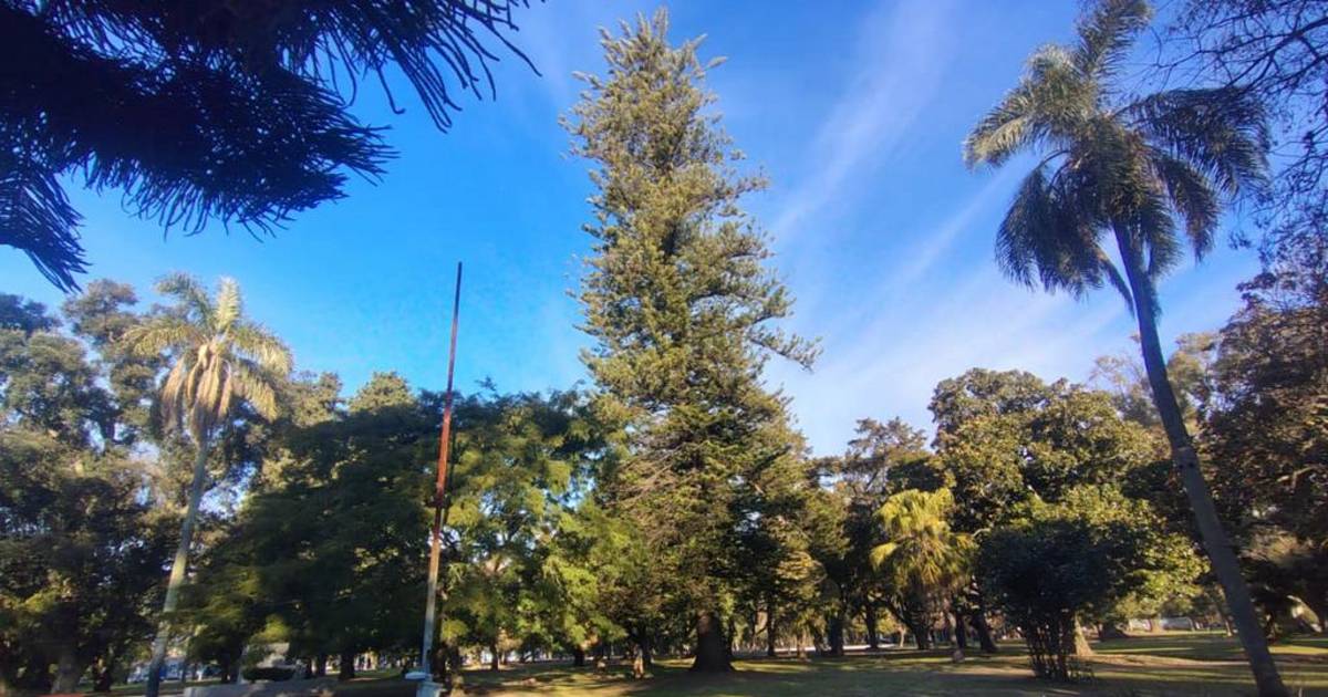 Los árboles que cuentan la historia de La Plata: un recorrido por los gigantes centenarios que sobreviven al paso del tiempo | El Dia