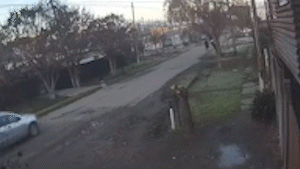 VIDEO.- Chocó a un perro, huyó y causó indignación, en La Plata | El Dia