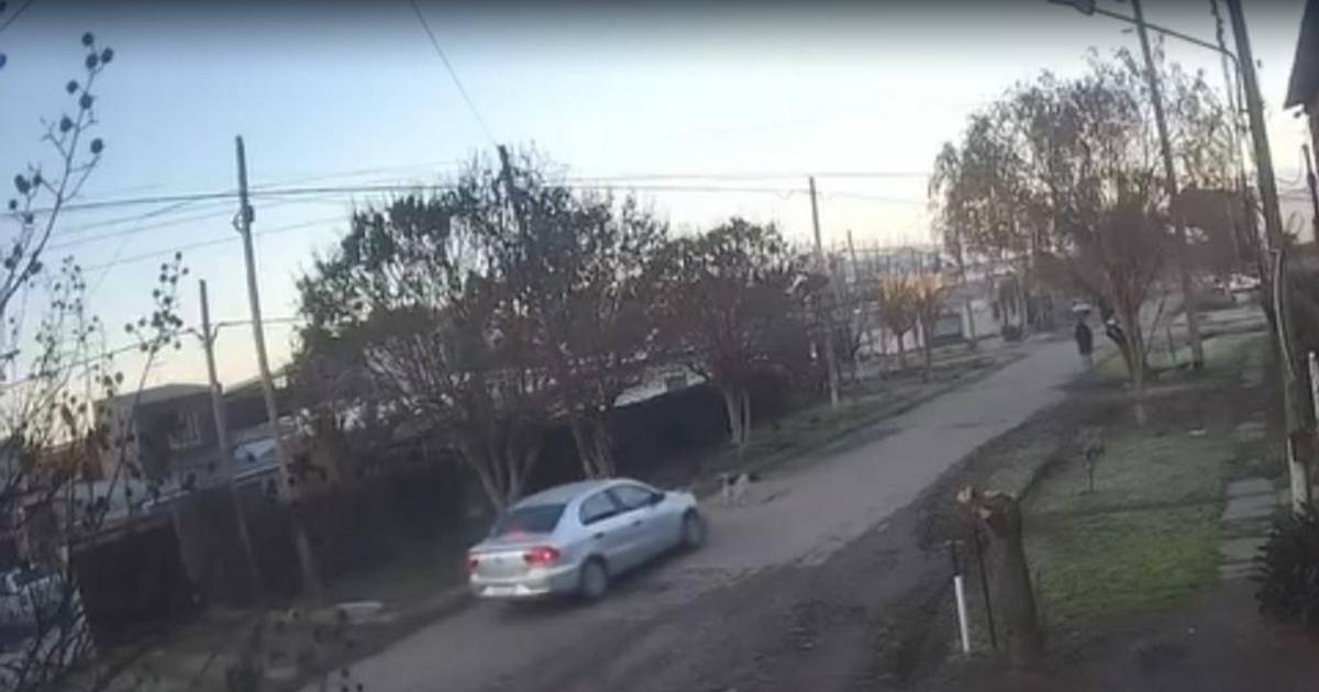 Perros atropellados: huir como una mala salida y la opción del seguro | El Dia