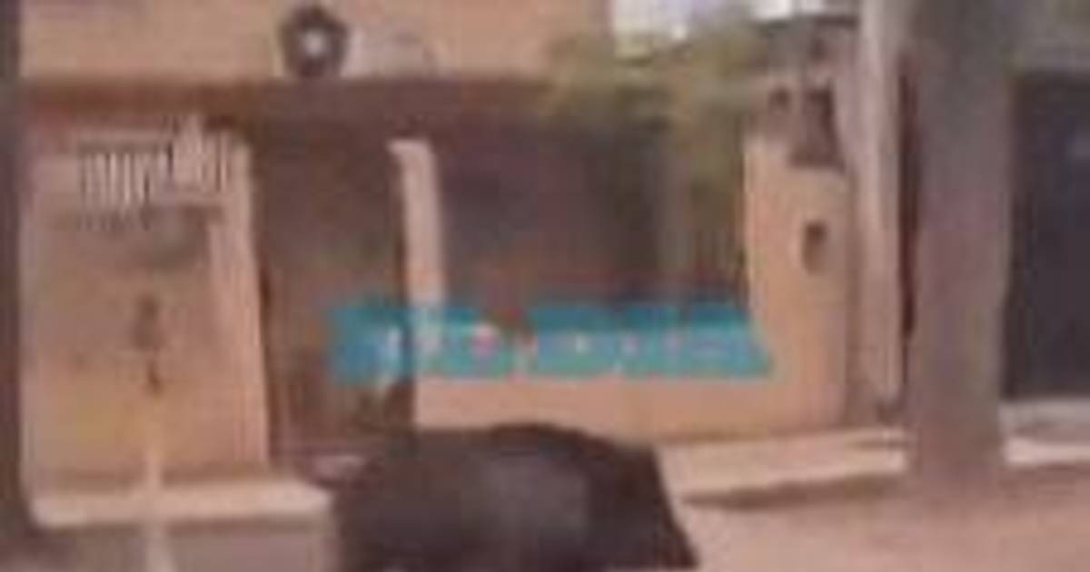 VIDEO.- Tras la aparición de un ciervo, ahora los vecinos de La Plata avistaron un jabalí | El Dia