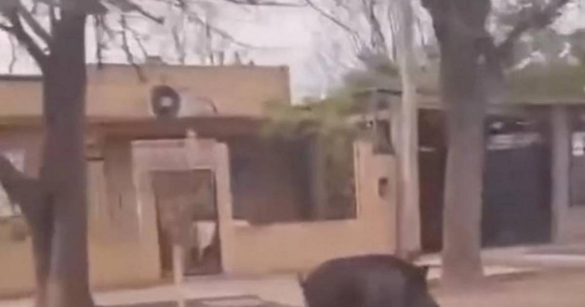 Del ciervo al jabalí: otro animal silvestre sorprendió en La Plata | El Dia