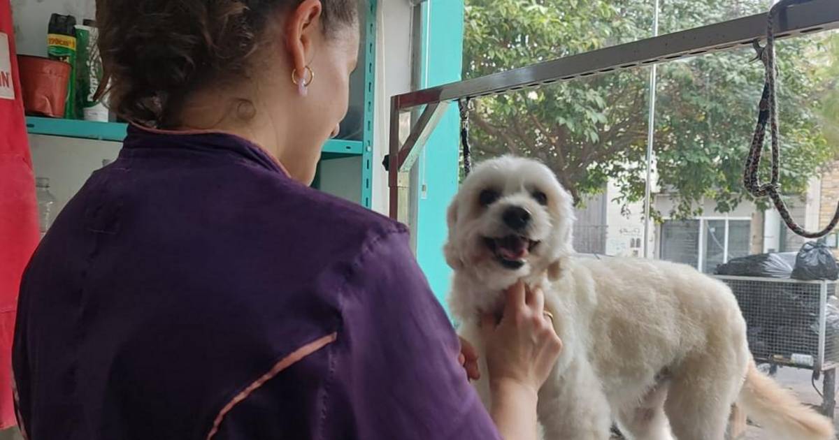 Boom de nuevos consumos para animales de compañía en La Plata | El Dia