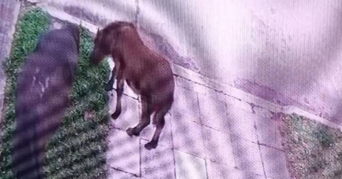 Tolosa: reclaman por una yegua y su cría sueltas en la zona de 10 y 526 | El Dia