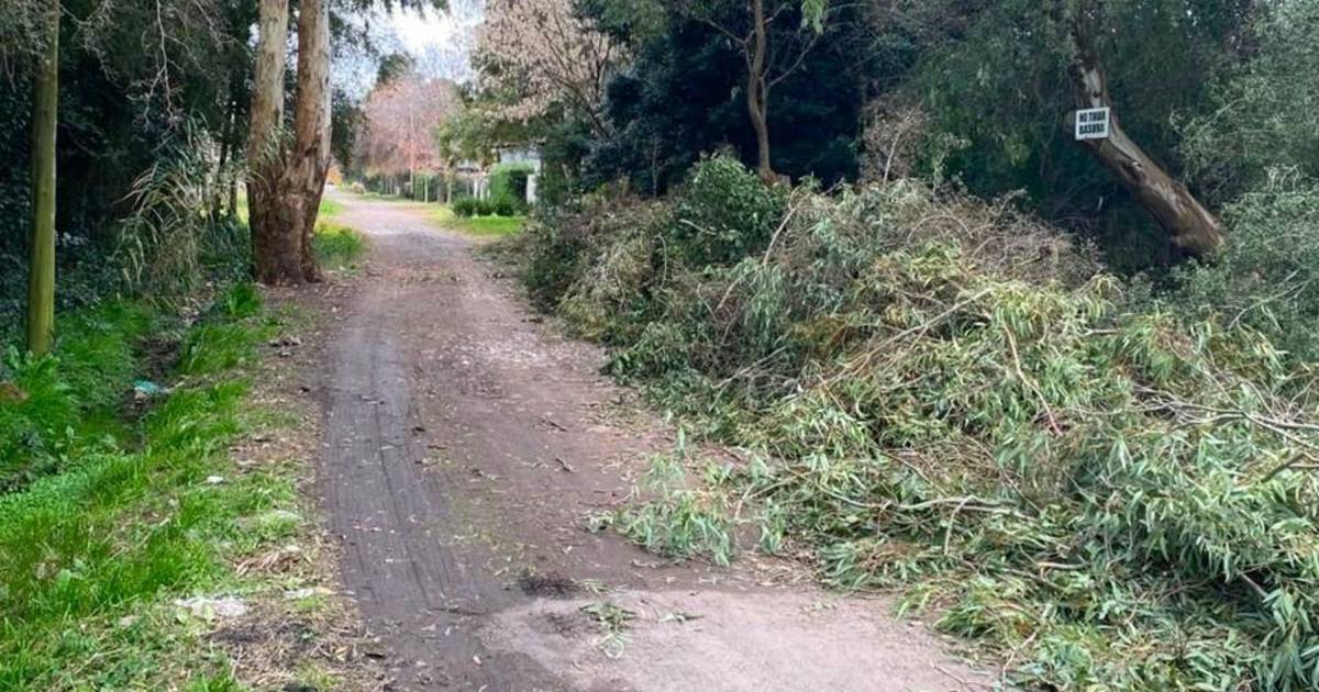 Quejas en City Bell por ramas acumuladas y problemas de drenaje | El Dia