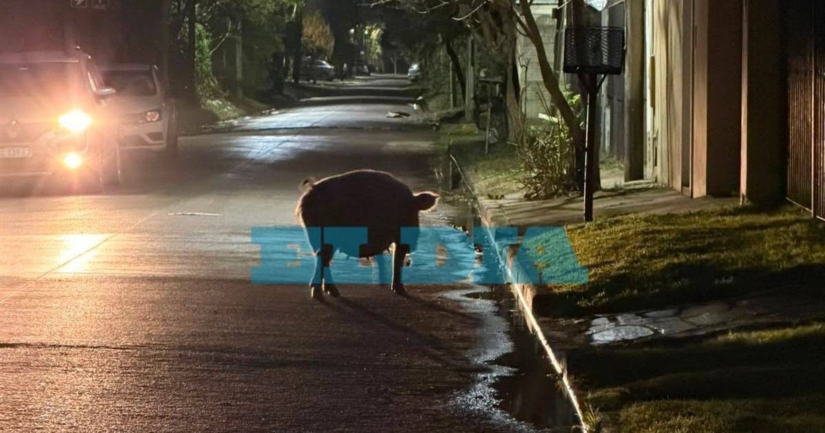 Un chancho en plena calle sorprendió a vecinos de un barrio de La Plata | El Dia