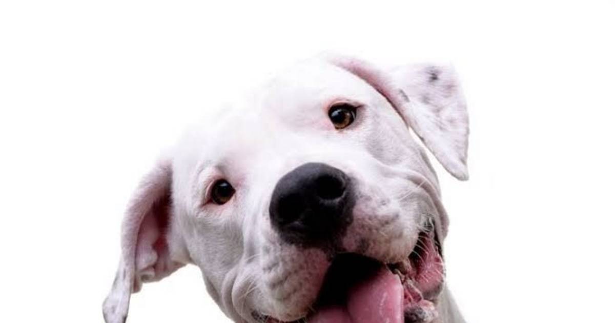 Hoy 21 de julio, Día Internacional del Perro | El Dia