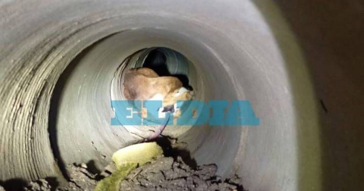 Rescate a contrarreloj en Berisso: salvaron a una perra y sus ocho cachorros atrapados en un caño de desagüe | El Dia