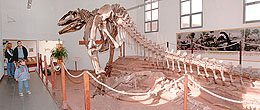 Cómo llegaron a dormir en La Plata los restos del dinosaurio más grande