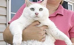 El gato más gordo del mundo