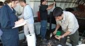 Alerta en el Río de La Plata por invasión de caracoles asiáticos