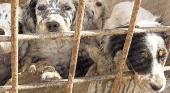 Investigan operación prohibida de perros, para que no ladren
