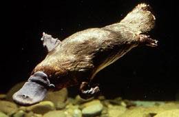 Diez Animales extraños