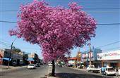 Asunción, la capital mundial de los lapachos