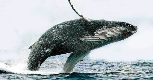 Los misterios de las ballenas en los lugares menos pensados