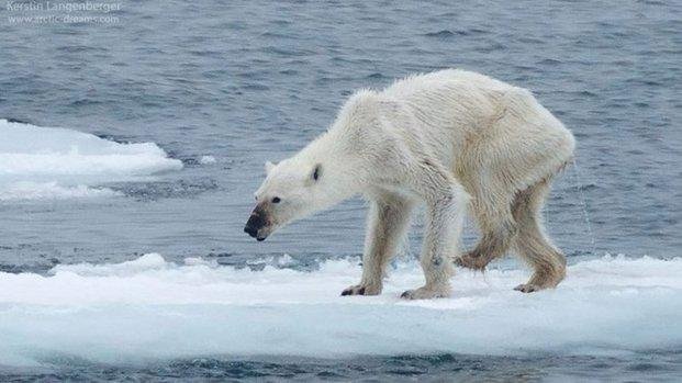 La imagen de una osa polar desnutrida en el Ártico conmueve al mundo