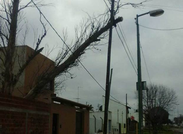 Advierten por un árbol a punto se caerse en 149 y 42