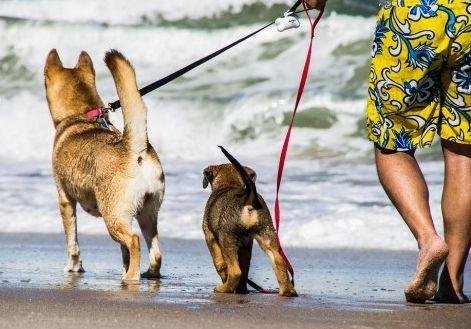 En Pinamar proponen sectores exclusivos para perros en la playa