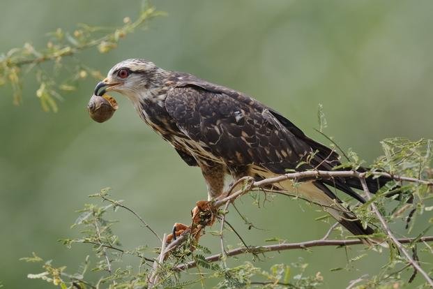 La dura vida del ave de presa y la locura de los pájaros