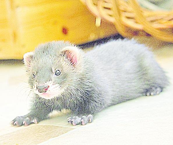 El hurón, una mascota encantadora que requiere cuidados especiales