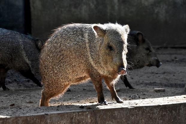 Los chicos podrán ayudar a mejorar el 
hábitat de los animales del Zoo