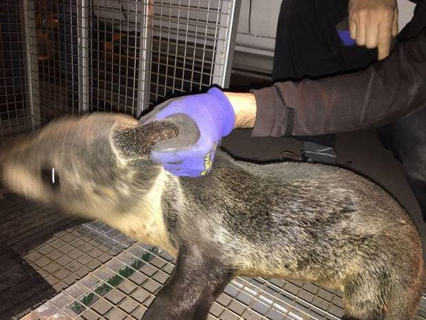 Rescataron pequeño lobo marino en las costas de Berisso