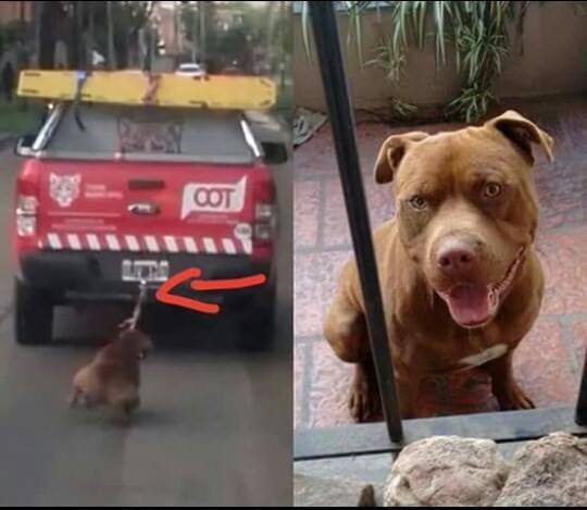 Brutal: empleados municipales de Tigre 
arrastraron a un perro con una camioneta