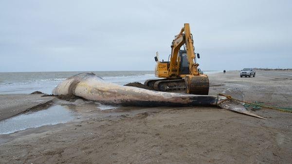 Hallan ballena de 16 metros muerta en San Clemente