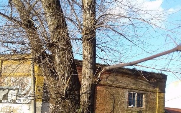 Alertan por un árbol muy cercano a cables de alta tensión