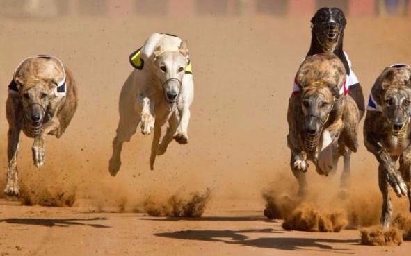 Detienen a cinco hombres por organizar  carreras de galgos en la Provincia