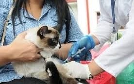 Vacunación gratuita para perros y gatos 