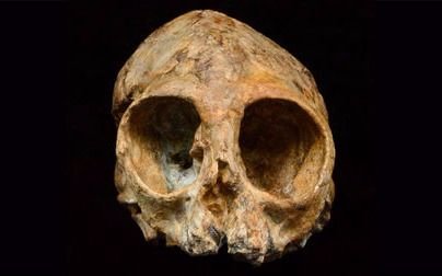 Hallan cráneo de 13 millones de años perteneciente a un antepasado humano