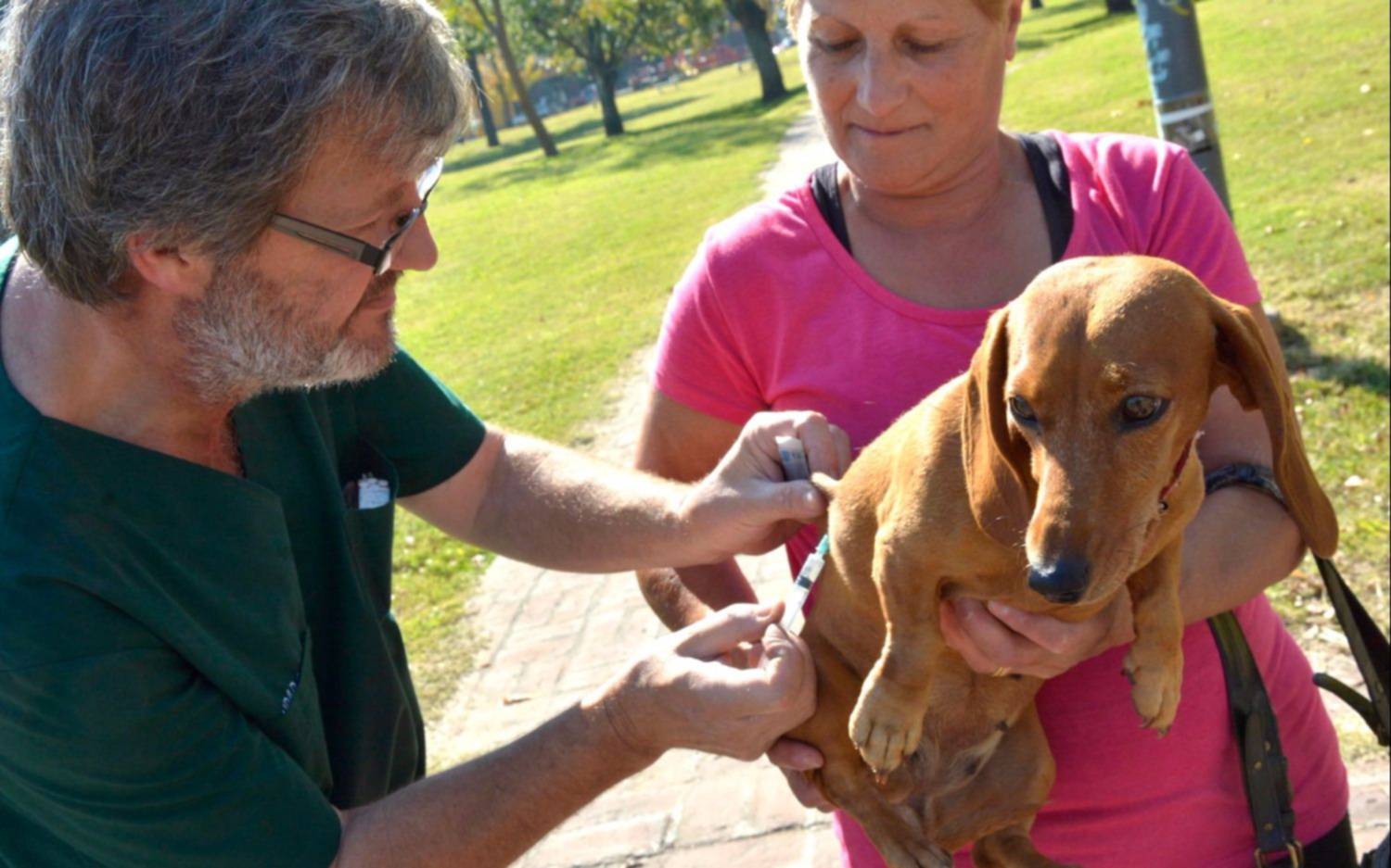 Se vacunaron, desparasitaron y castraron más de 3 mil animales en el mes de julio 