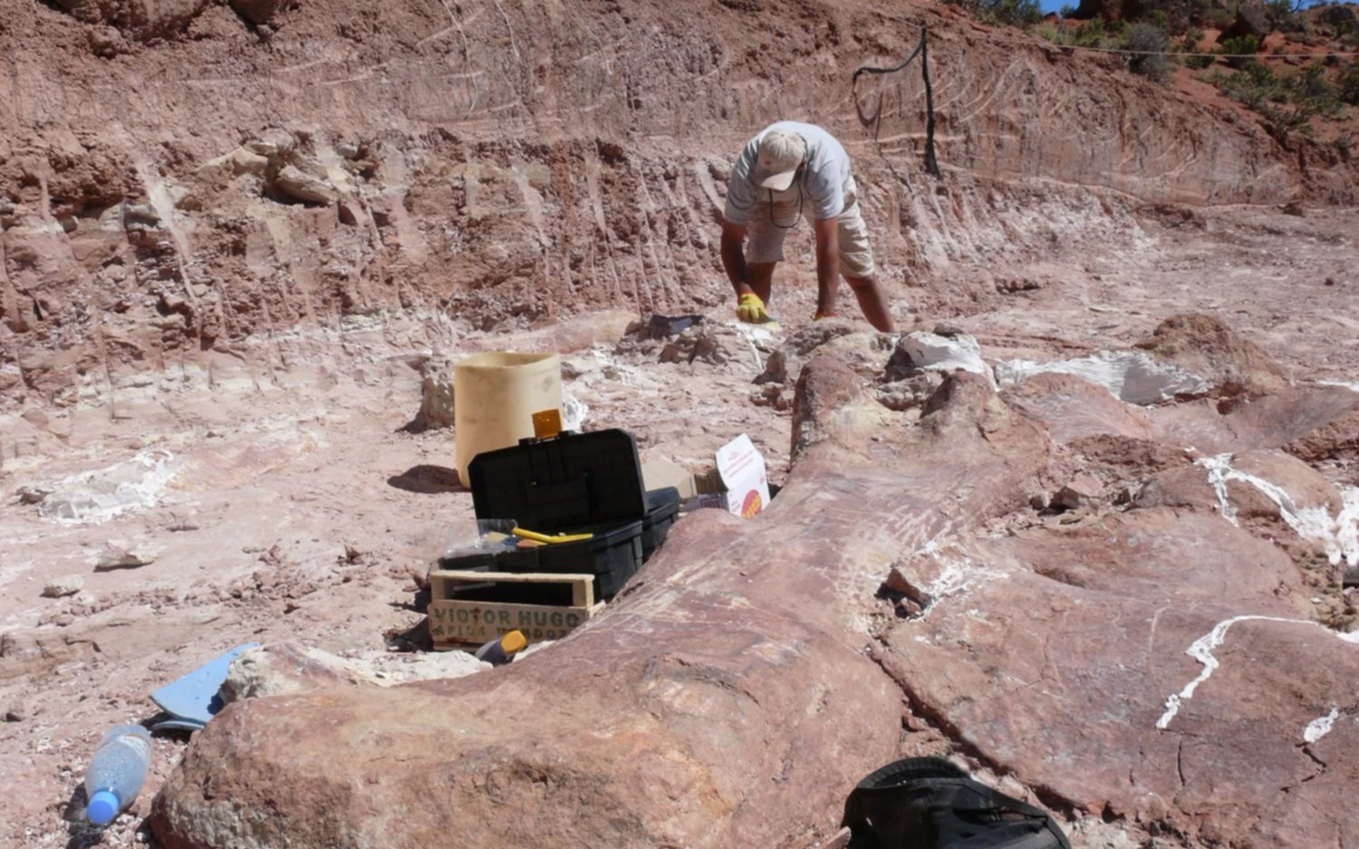 Científicos argentinos presentaron al Patagotitan, el saurópodo más grande del planeta