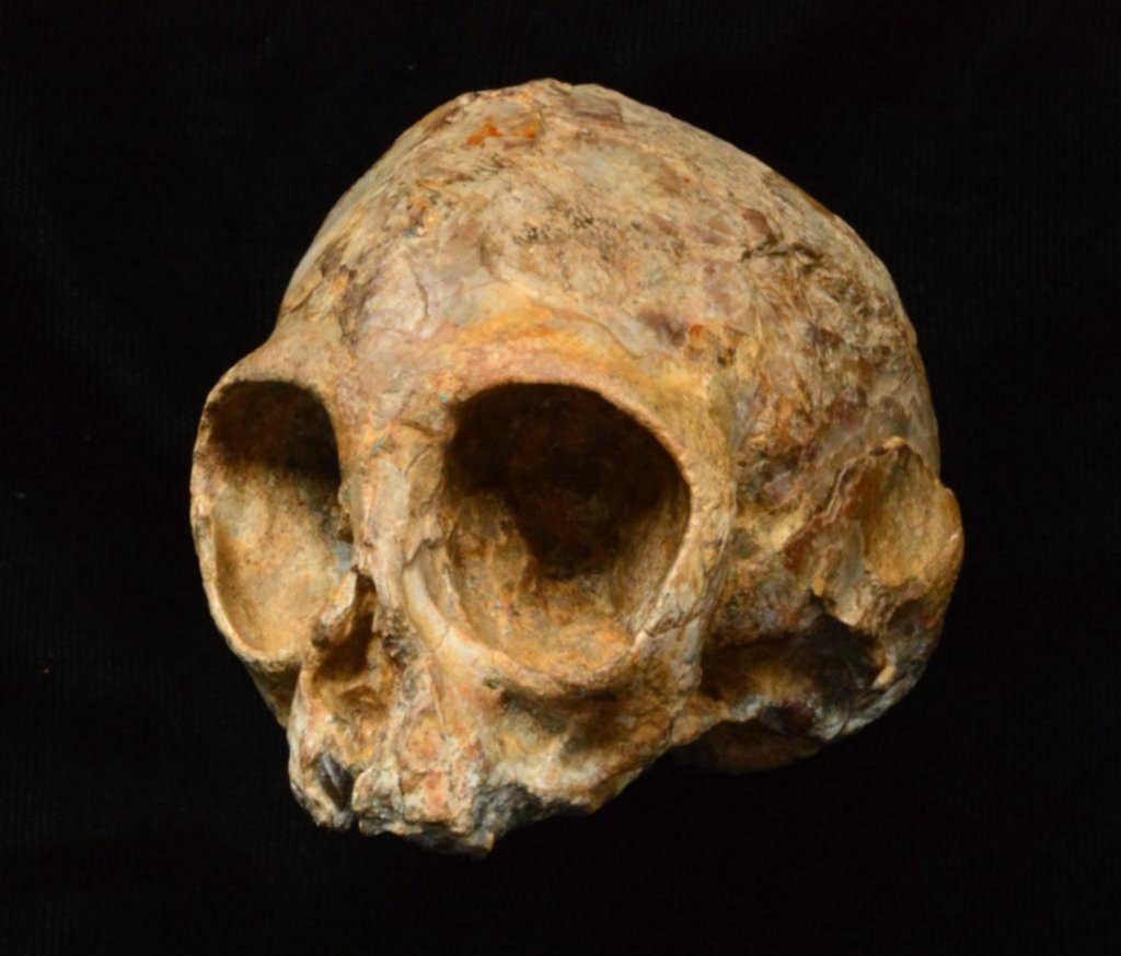 Hallan revelador cráneo de 13 millones de años