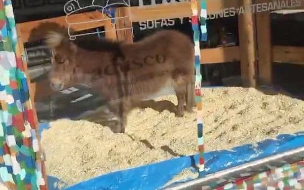 Escándalo en Palermo: exponían un pony en  la vidriera para promocionar el Día del Niño