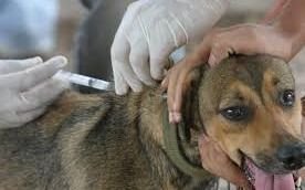 Vacunación antirrábica gratuita para perros y gatos 