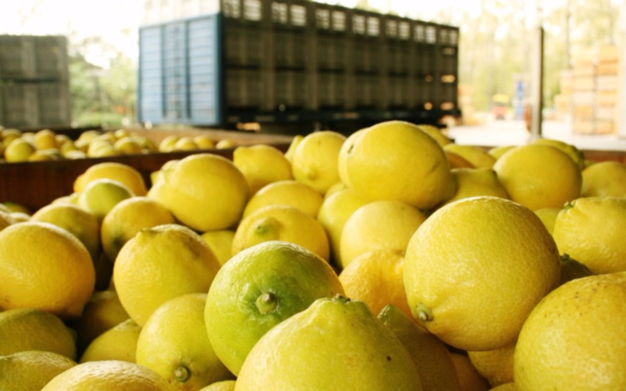 Luz verde de EE.UU. para el ingreso de limones argentinos