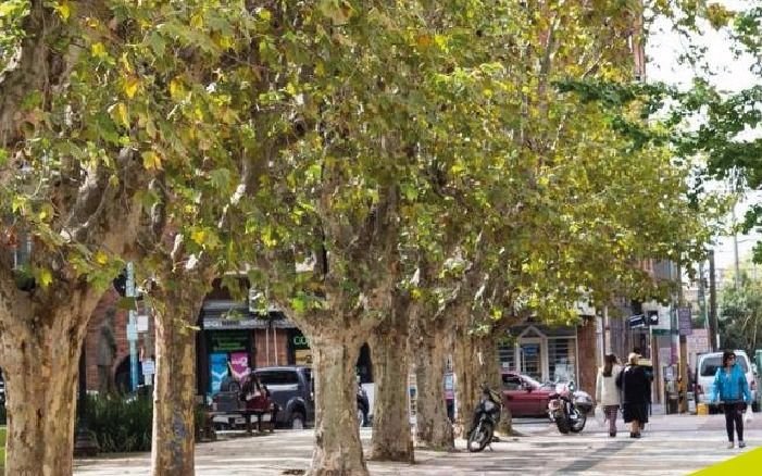 El municipio multa a vecinos que podaron en la vía pública