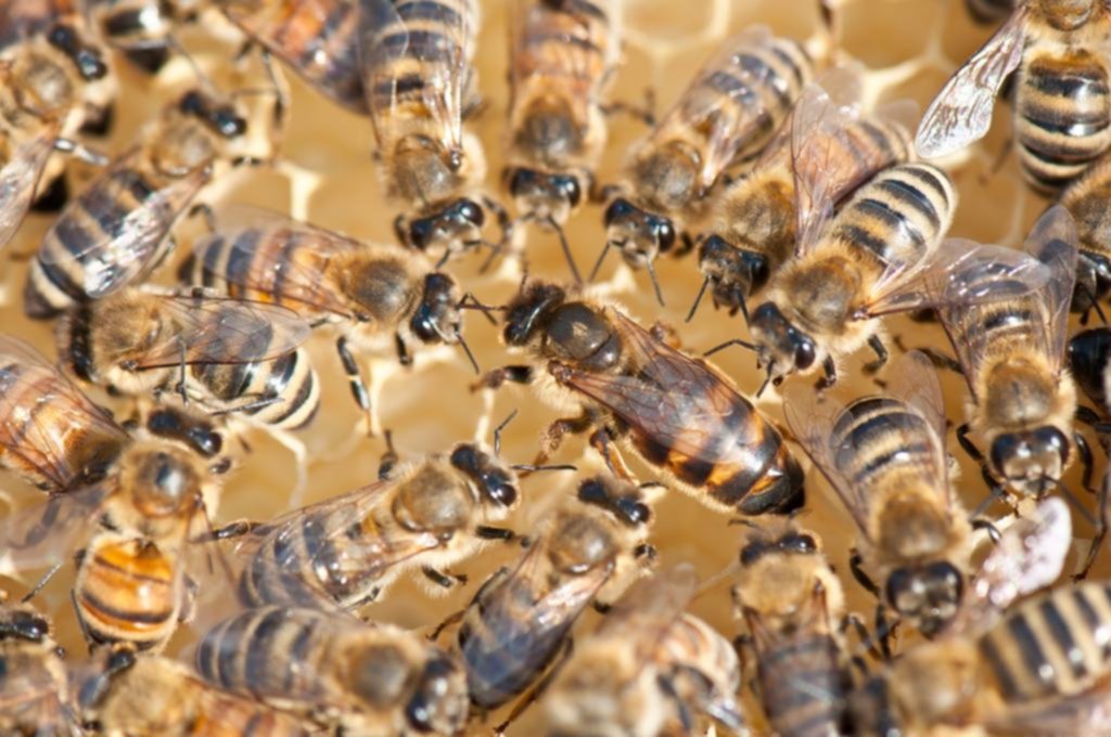 Un enjambre de abejas atacó en Catamarca