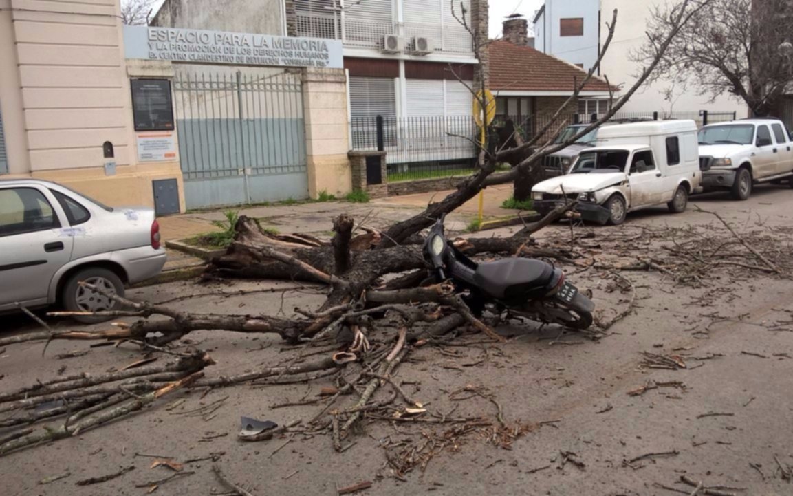 Circulaba en moto por Diagonal 74 hasta que un árbol se le cayó encima