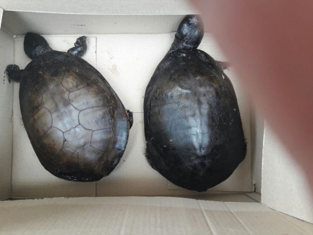 Una vecina rescató dos “tortugas empetroladas” cerca de la Refinería