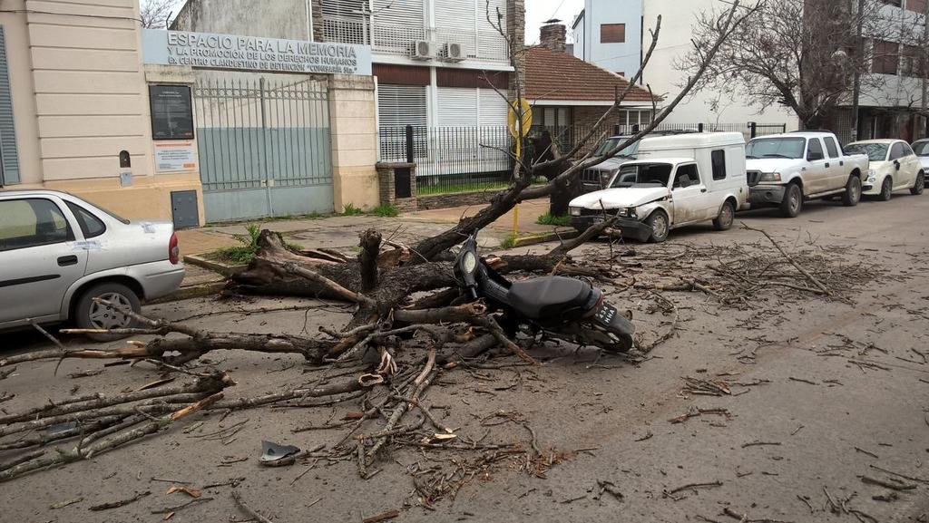 Le cayó un árbol encima y se salvó de milagro
