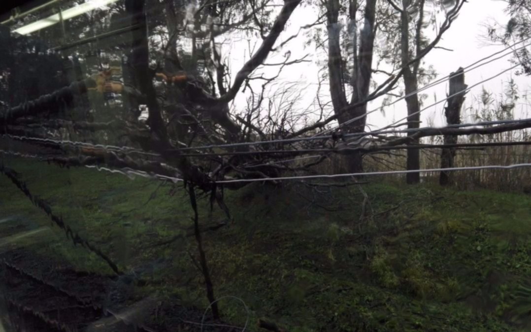 Por un árbol caído hubo demoras en el Tren
