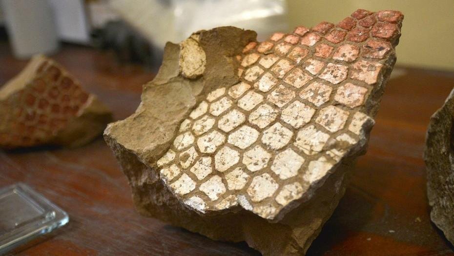 Revuelo científico por un gliptodonte de 8 millones de años de antigüedad