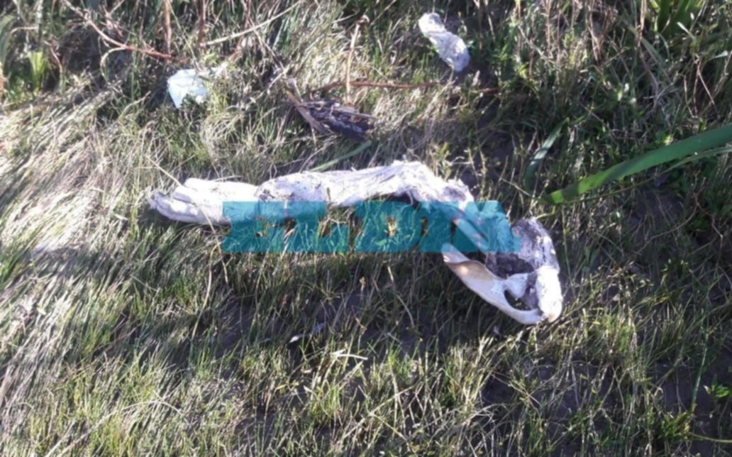 Macabro hallazgo: encuentran presuntos restos humanos en Berisso