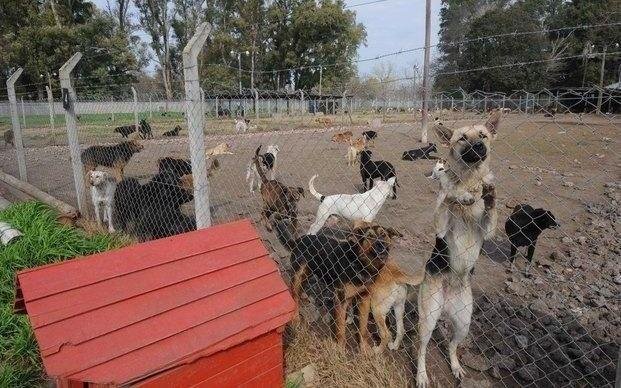 Piden donación de alimentos para un hogar de perros