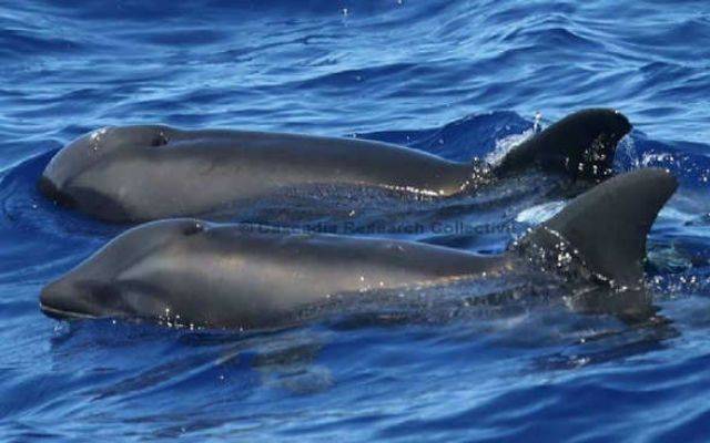Nace un nuevo animal: el "balfín", mitad ballena, mitad delfín